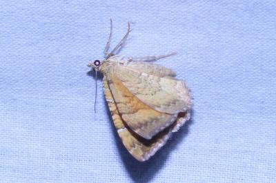 <i>Camptogramma bilineata</i>
