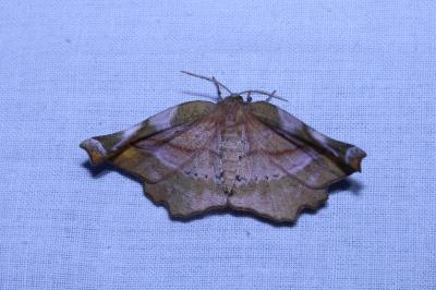 <i>Apeira syringaria</i>
