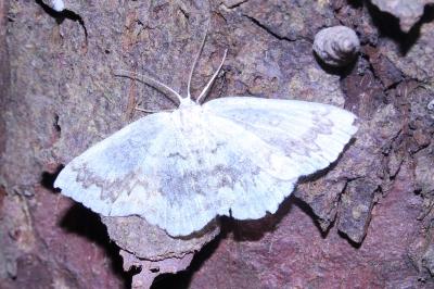 <i>Cyclophora annularia</i>