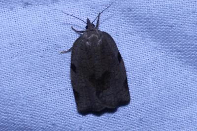 <i>Lozotaenia forsterana</i>