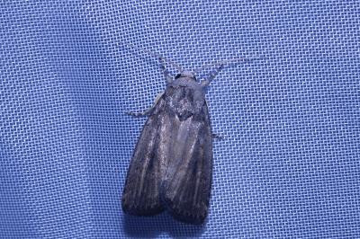 <i>Proxenus hospes</i>