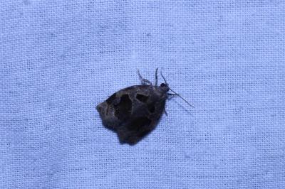 <i>Archips crataegana</i>