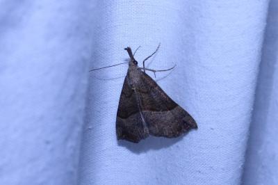 <i>Hypena proboscidalis</i>