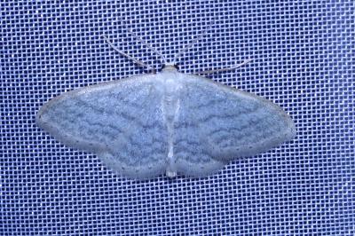 <i>Idaea subsericeata</i>