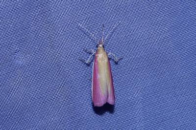 <i>Oncocera semirubella</i>