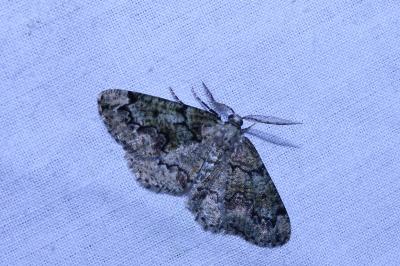 <i>Cleorodes lichenaria</i>