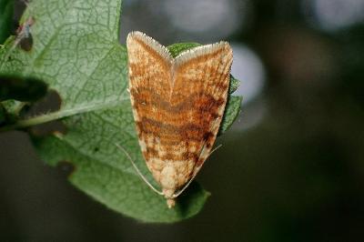 <i>Aleimma loeflingiana</i>