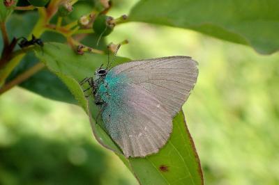 <i>Callophrys rubi</i>