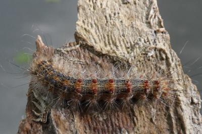 <i>Lymantria dispar</i>