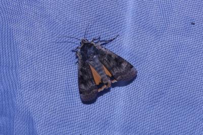 <i>Noctua pronuba</i>
