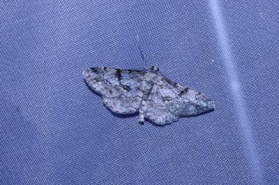 <i>Peribatodes rhomboidaria</i>