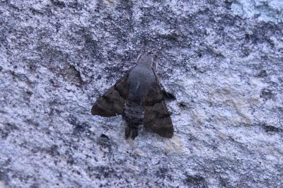 <i>Macroglossum stellatarum</i>