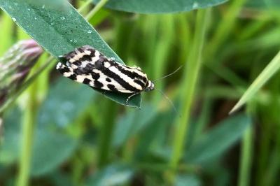 <i>Emmelia trabealis</i>