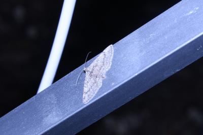 <i>Gymnoscelis rufifasciata</i>