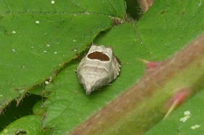 <i>Notocelia uddmanniana</i>