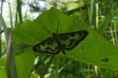 <i>Anania hortulata</i>
