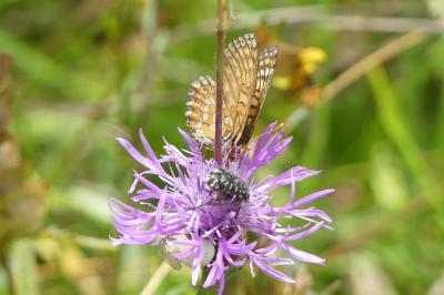 <i>Euphydryas aurinia</i>