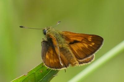 <i>Ochlodes sylvanus</i>