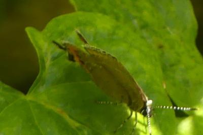 <i>Satyrium pruni</i>
