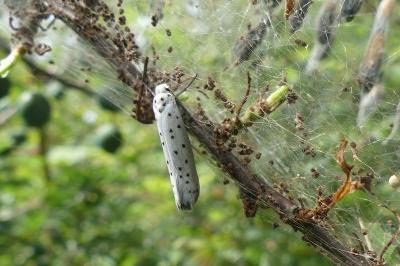 <i>Yponomeuta cagnagella</i>