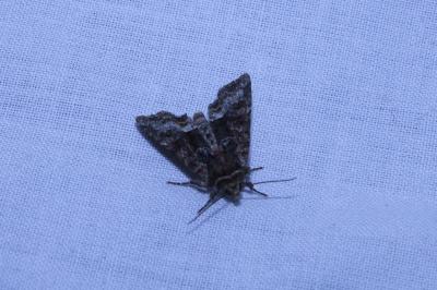 <i>Oligia</i>