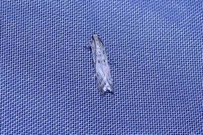 <i>Phycitodes</i>