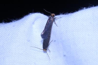 <i>Cephimallota crassiflavella</i>