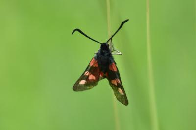 <i>Zygaena trifolii</i>