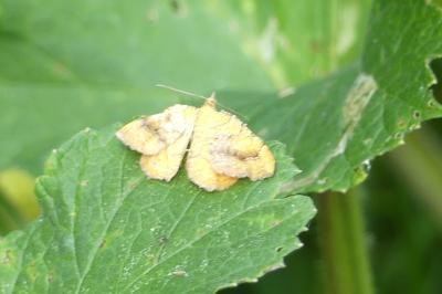 <i>Camptogramma bilineata</i>