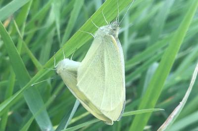 <i>Pieris brassicae</i>