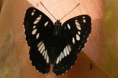 <i>Limenitis reducta</i>