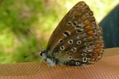 <i>Polyommatus icarus</i>