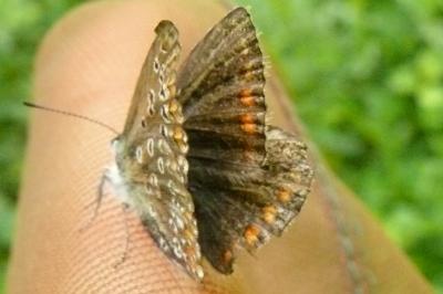 <i>Polyommatus icarus</i>