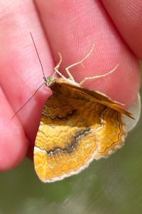 <i>Camptogramma bilineata</i>