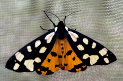 <i>Arctia villica</i>