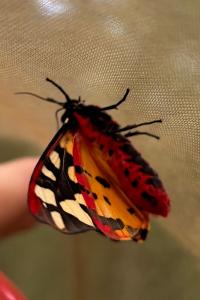 <i>Arctia villica</i>