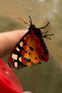 <i>Arctia villica</i>