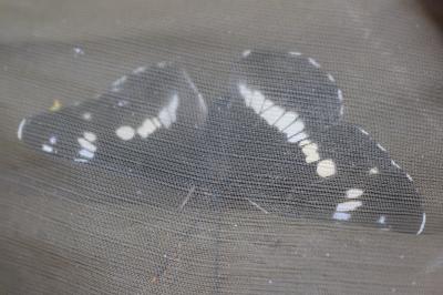 <i>Limenitis camilla</i>
