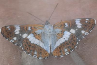 <i>Limenitis camilla</i>