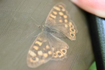 <i>Pararge aegeria</i>