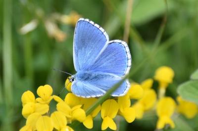 <i>Lysandra bellargus</i>