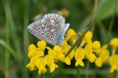 <i>Lysandra bellargus</i>