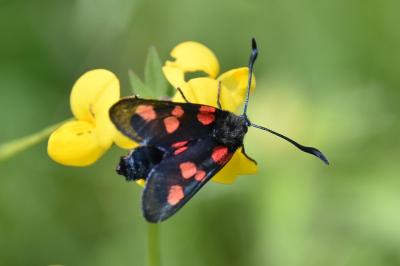 <i>Zygaena trifolii</i>