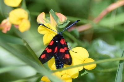 <i>Zygaena trifolii</i>