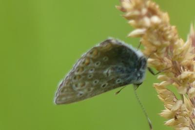 <i>Polyommatus icarus</i>