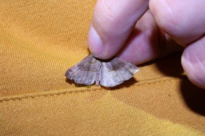 <i>Hypena proboscidalis</i>