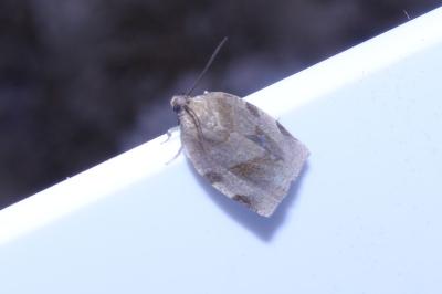 <i>Choristoneura hebenstreitella</i>