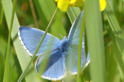 <i>Lysandra bellargus</i>