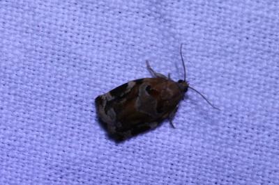 <i>Archips xylosteana</i>