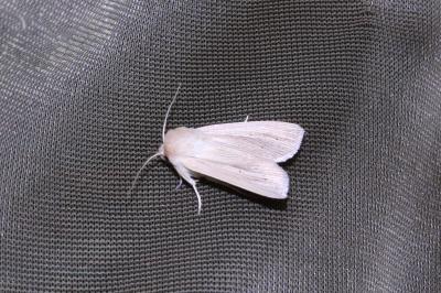<i>Mythimna pallens</i>